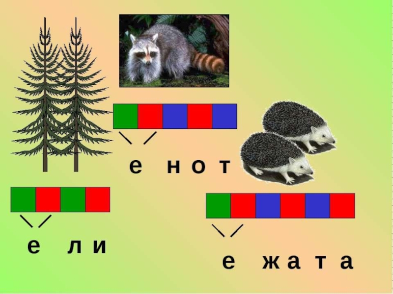 Енот схема слова 1 класс цветная