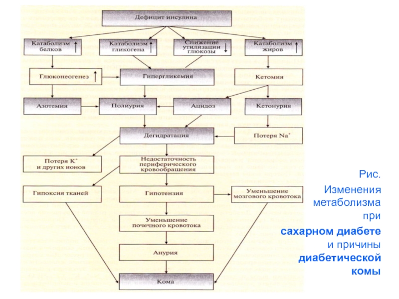 Обмен веществ и диабет