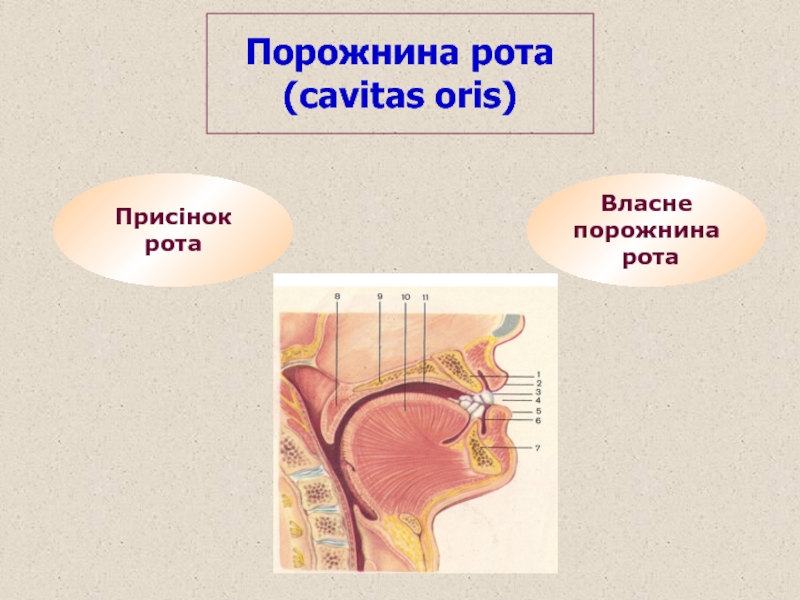 План рот дата