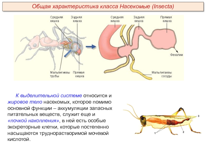 К выделительной системе относится и жировое тело насекомых, которое помимо основной функции – аккумуляции запасных питательных веществ,