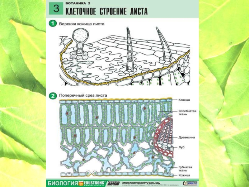 Презентация клеточное строение листа 6 класс пасечник