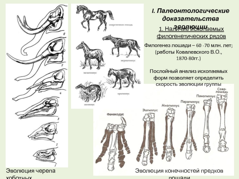 Как называют представленный на рисунке ряд предков современной лошади