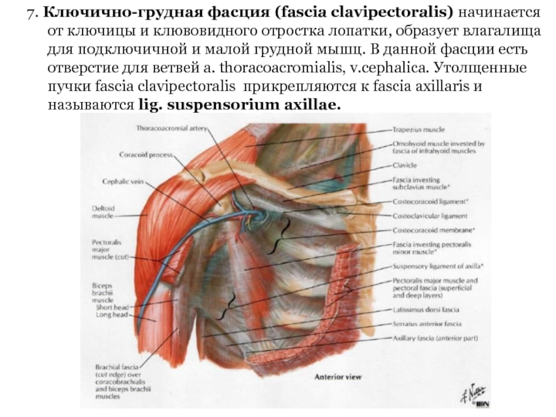 7. Ключично-грудная фасция (fascia clavipectoralis) начинается от ключицы и клювовидного отростка лопатки, образует влагалища для подключичной и