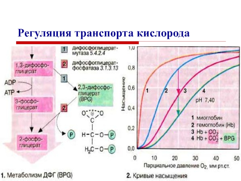 Кислород в обмене веществ