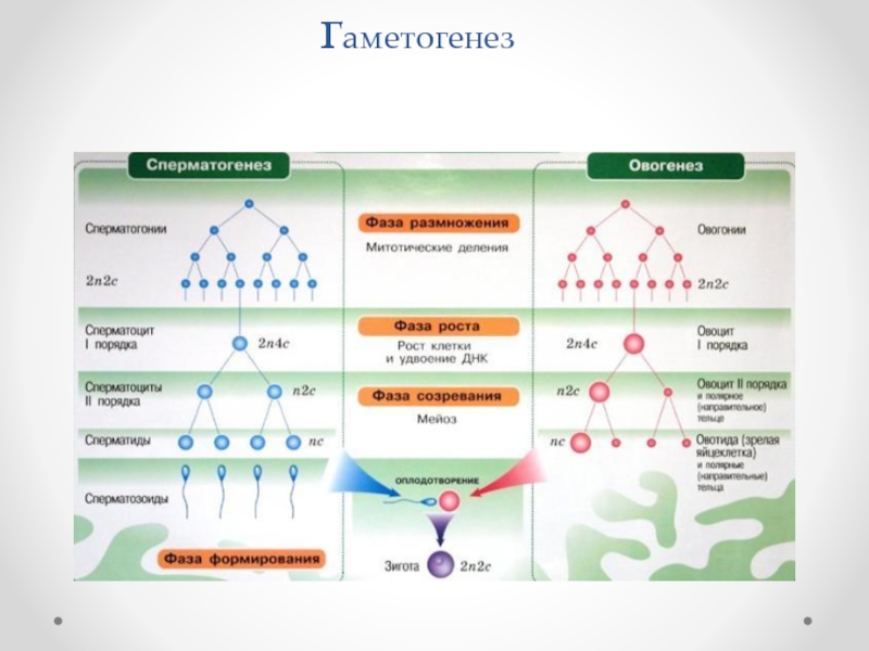 Таблица гаметогенез сперматогенез овогенез. Фазы гаметогенеза таблица.