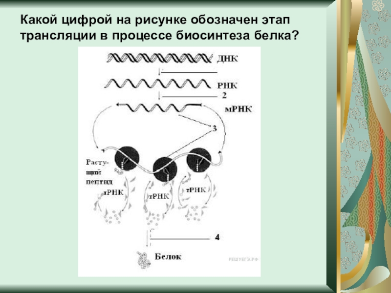 Что является матрицей в процессе обозначенном на рисунке цифрой 1 как