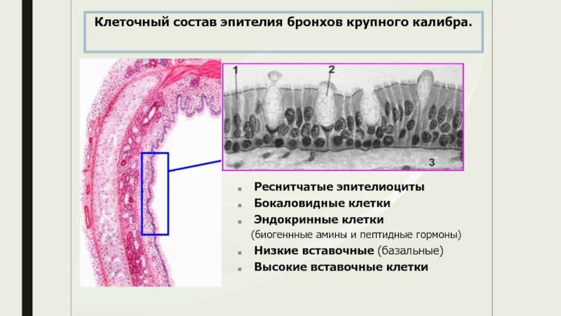 Образцы буккального эпителия что это