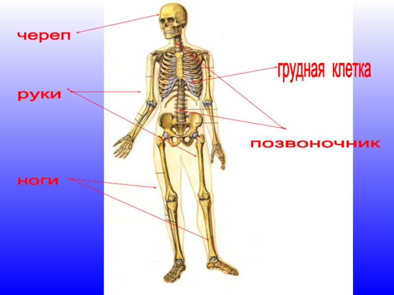 Окружающий мир 2 класс тела человека. Части скелета человека окружающий мир 3 класс. Строение тела человека. Строение тела человека 3 класс. Организм человека 3 класс.