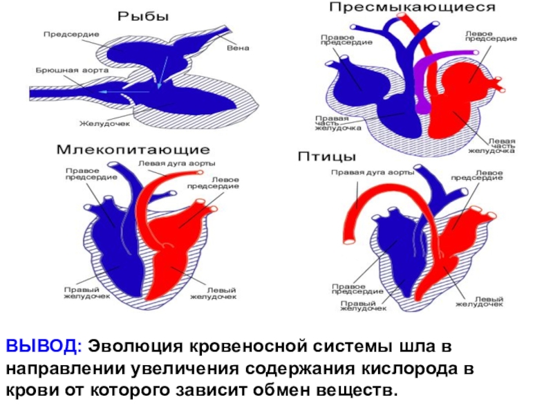 Если в процессе эволюции у животного сформировалась кровеносная система схема которой изображена на