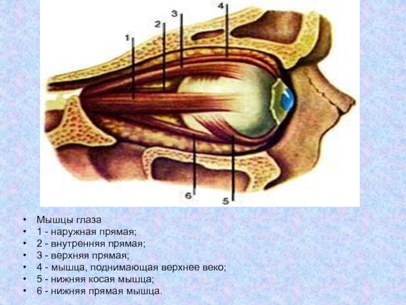Внутренний прямая. Зрительные анализаторы глазные мышцы. Строение глазного анализатора мышцы. Вспомогательный аппарат глаза мышцы. Двигательные мышцы глаза.