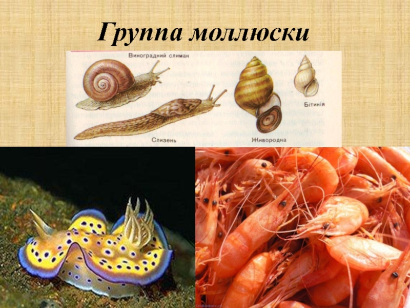 Три примера животных моллюски. Группы животных моллюски. Группа моллюски. Моллюски животные представители. Группы организмов моллюски.