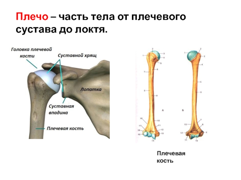 Плечевая кость фото. Расположение головки плечевой кости. Головка плечевой кости расположена. Головка плечевой кости анатомия. Дистальная головка плечевой кости.