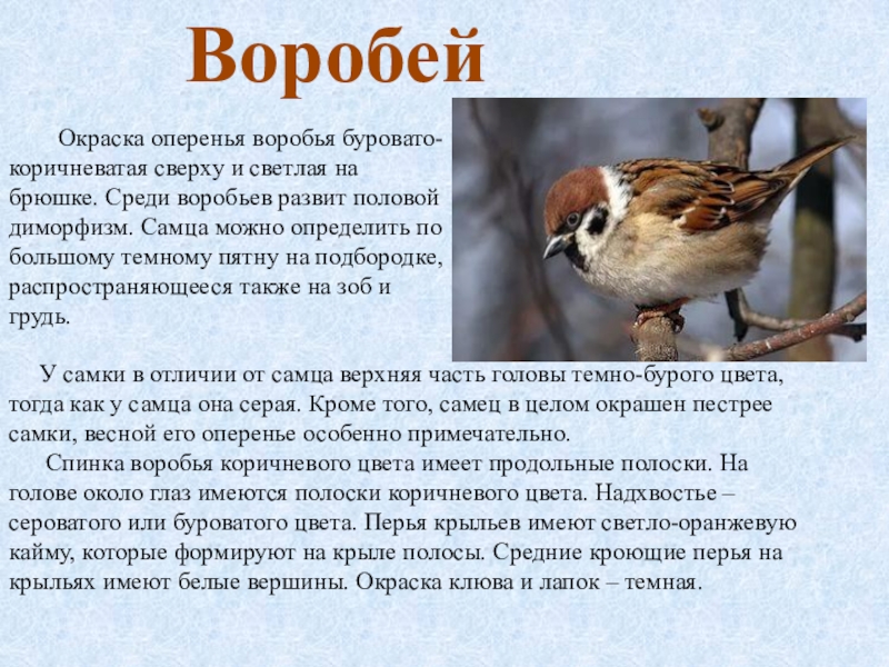 Текст про птиц 5 класс