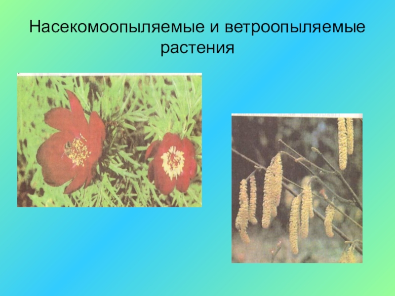 Ветроопыляемые растения схема - 98 фото
