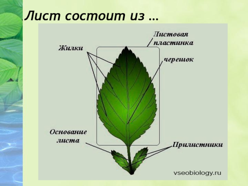 Внутреннее строение листа план конспект