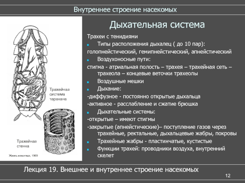 В чем особенность трахейного дыхания