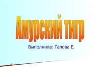 Амурский тигр