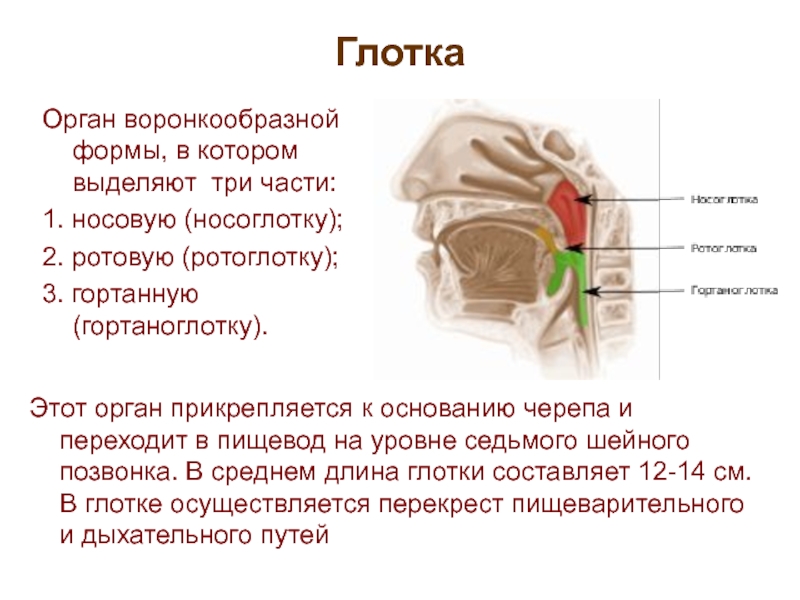 Строение носоглотки человека фото