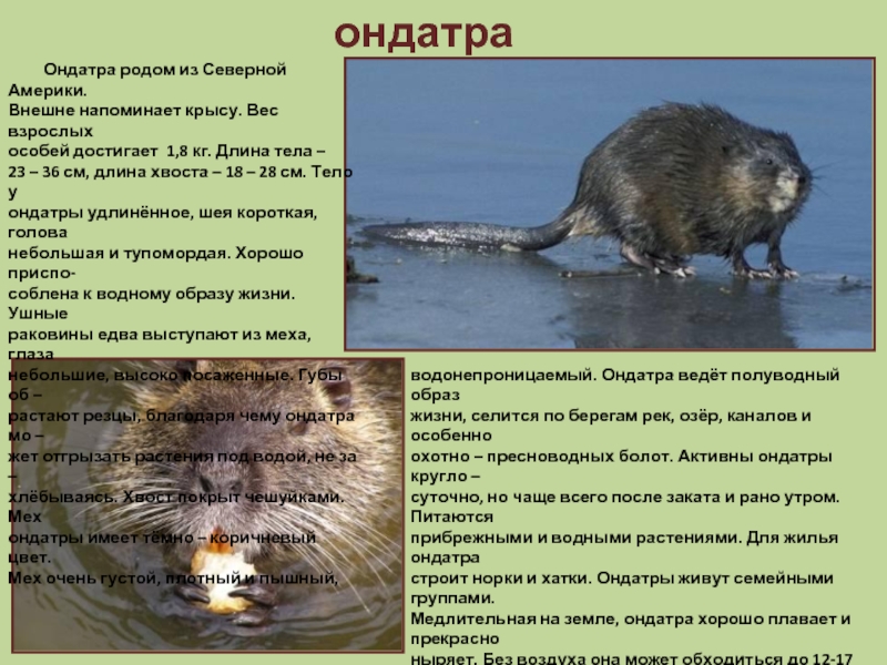 Известно что ондатра полуводное млекопитающее. Ондатра Речная крыса. Ондатра описание для детей. Ондатра ондатра. Американская ондатра.