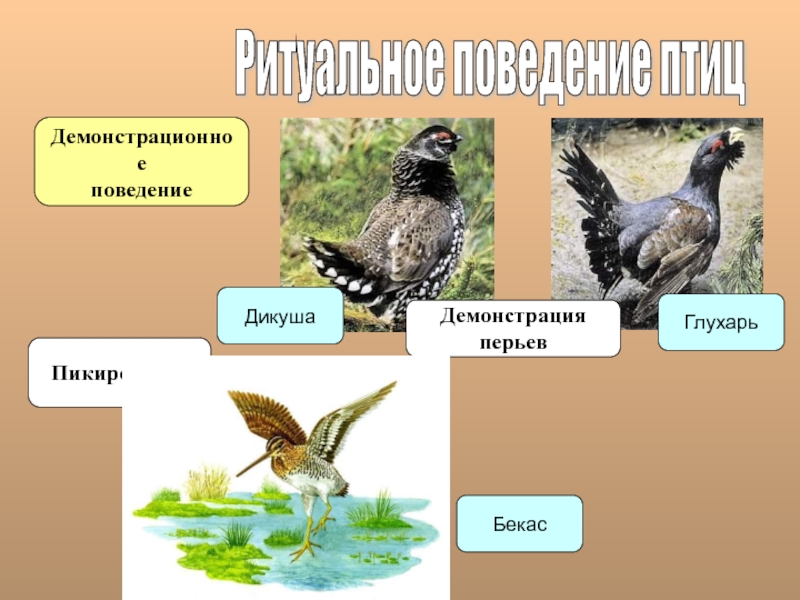 Поведение птиц. Сезонные явления в жизни птиц. Демонстративное поведение примеры животных. Размножение птиц.