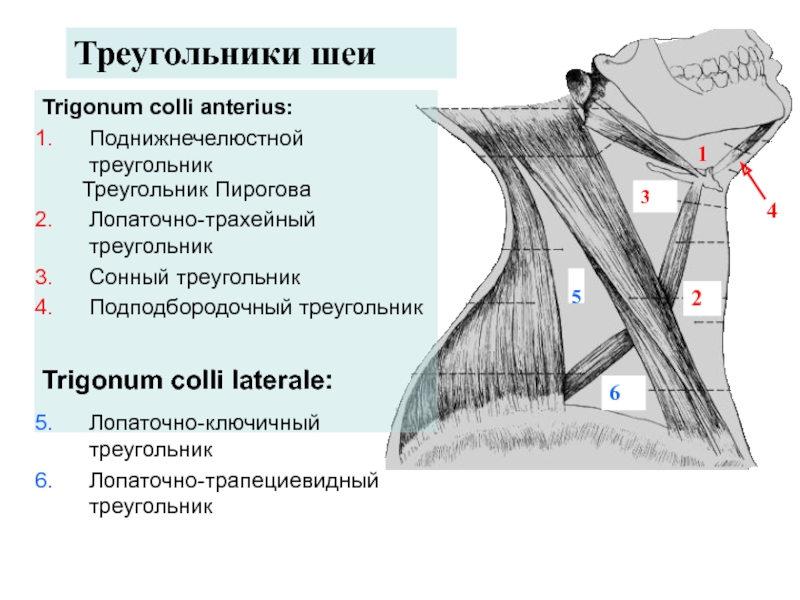 Лопаточно ключичный треугольник