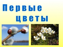 Первые весенние цветы