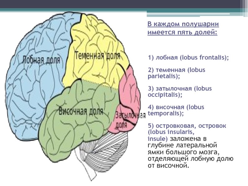 Лобную височную долю. Затылочная доля височные доли теменная лобная. Лобной доли (lobus frontalis). Функции лобная теменная затылочная височная доля головного мозга. Височная доля головного мозга островок.