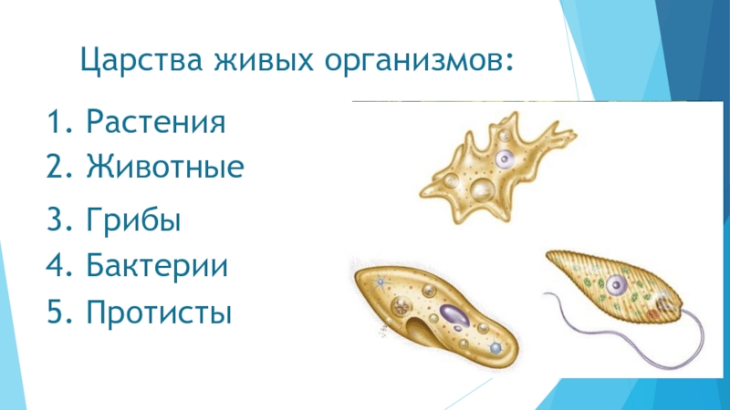 3 определите к каким царствам относятся живые организмы изображенные на рисунке 3