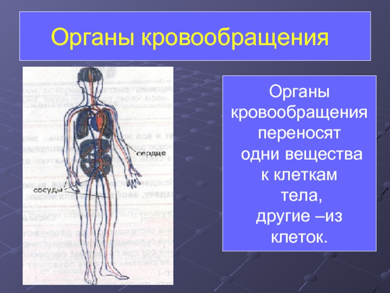 Презентация системы организма человека