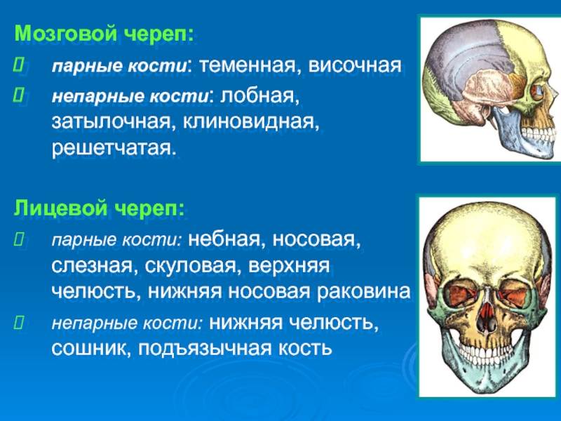 Скелет головы функции. Парные и непарные кости мозгового отдела черепа. Кости лицевого черепа анатомия таблица. Кости мозгового отдела черепа таблица. Кости черепа мозговой отдел и лицевой отдел.
