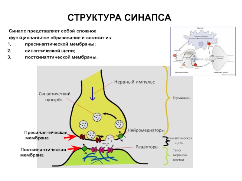 Схема синапса с обозначениями