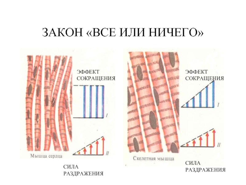 Свойства сердечной мышцы физиология презентация