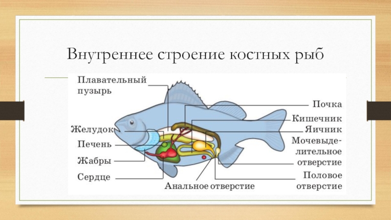 Рисунок внутреннее строение рыб