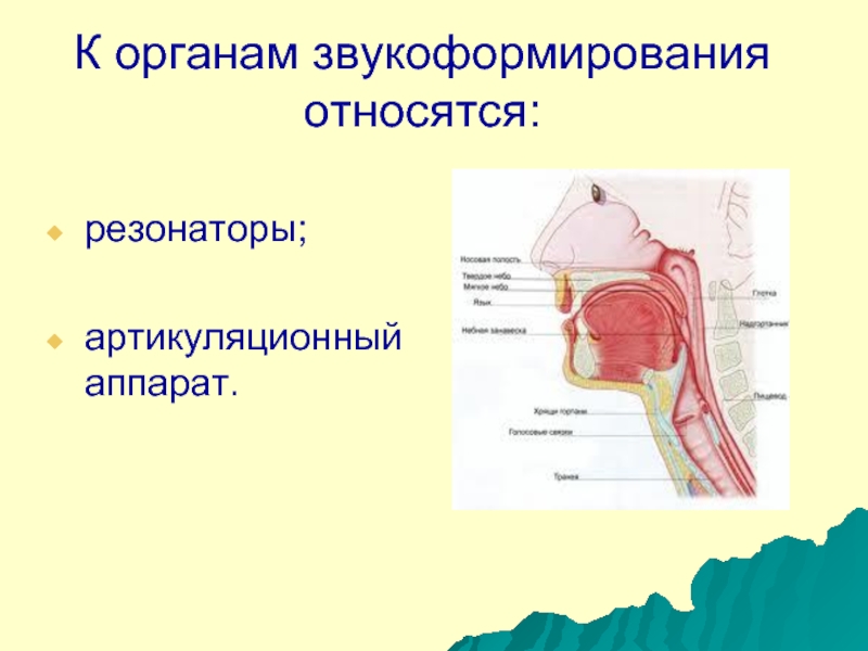 Строение артикуляционного аппарата презентация