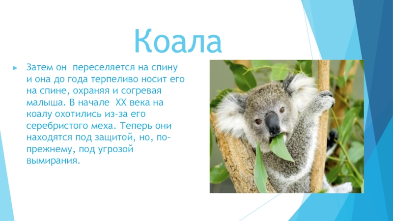 Сообщение о коале. Коала интересное для детей. Факты о коалах. Коала информация для детей. Коала интересные факты.