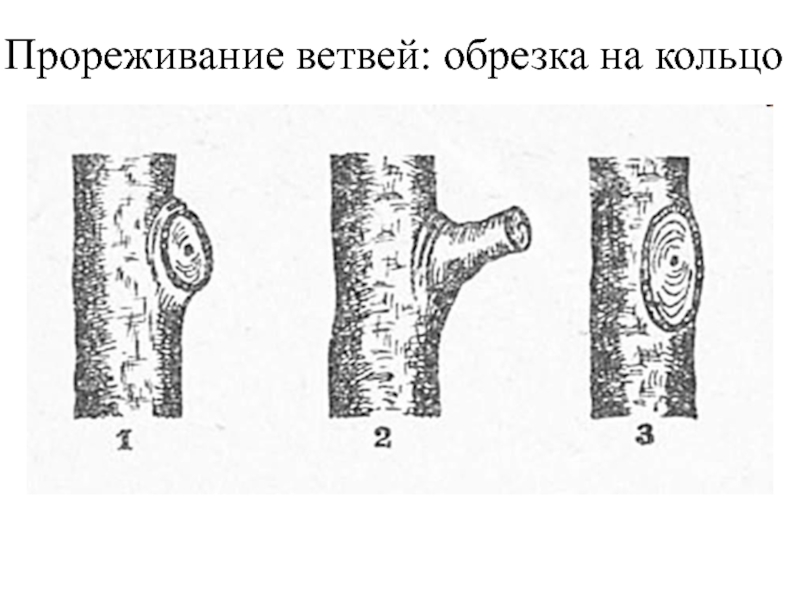 Обрезка на кольцо фото