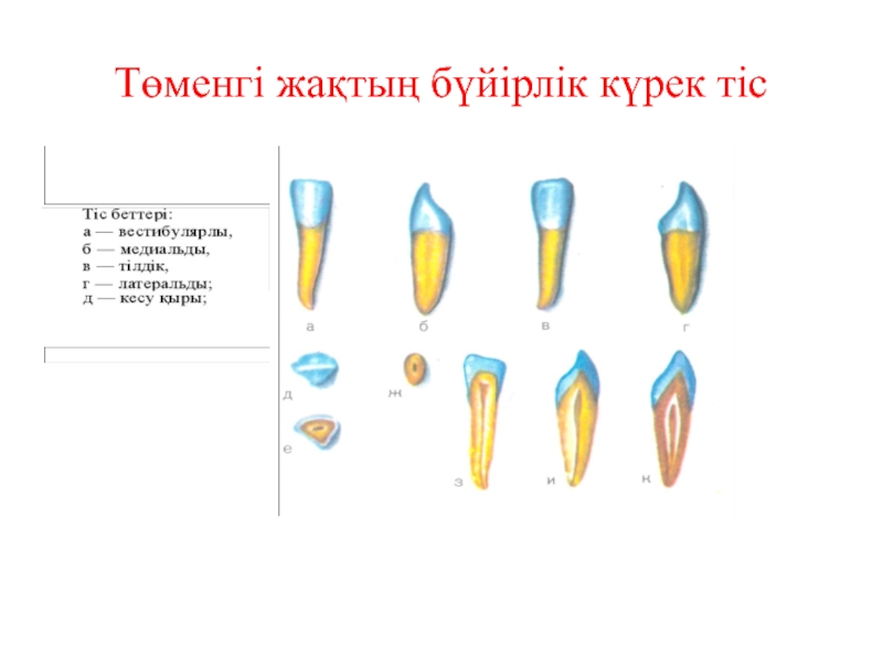 Тістем түрлері презентация