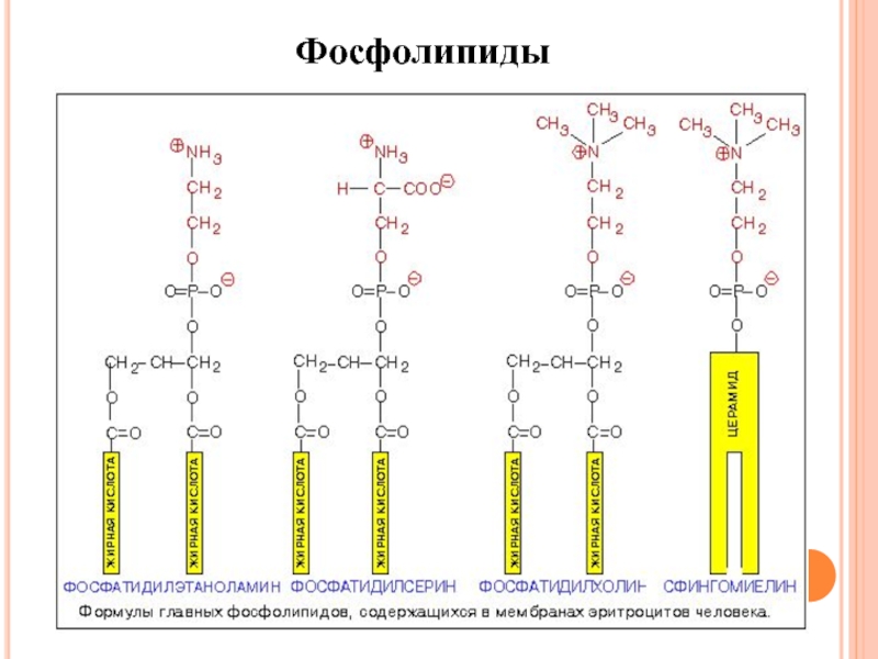 Фосфолипиды это. Общая формула фосфолипидов. Формулы фосфолипидов биохимия. Строение фосфолипидов формула. Структурная формула фосфолипидов.