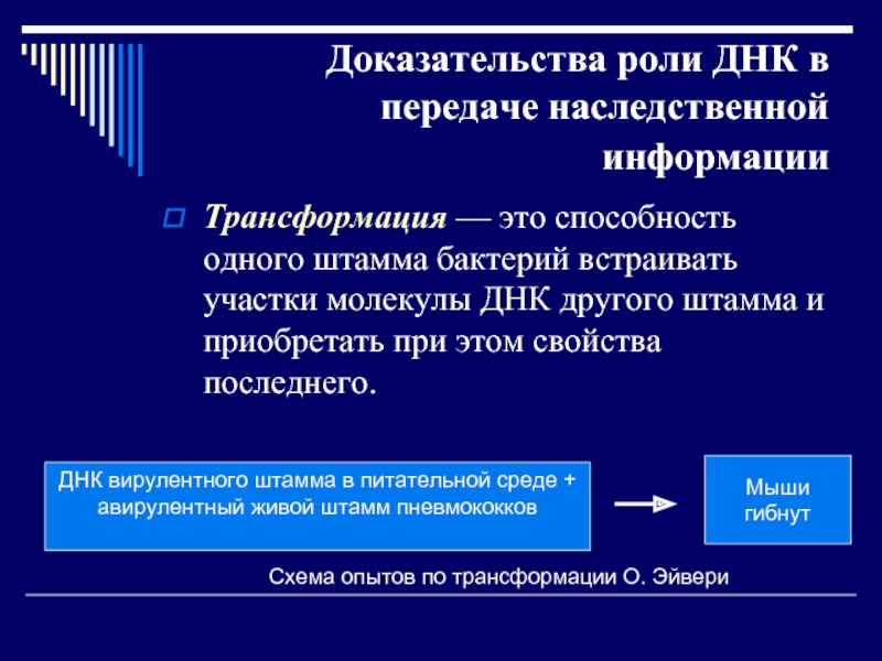 Отвечает за передачу наследственных информации. Доказательство ведущей роли ДНК В наследственности. Доказательства роли ДНК В передаче наследственной информации. 2. Доказательства роли ДНК В передаче наследственной информации..