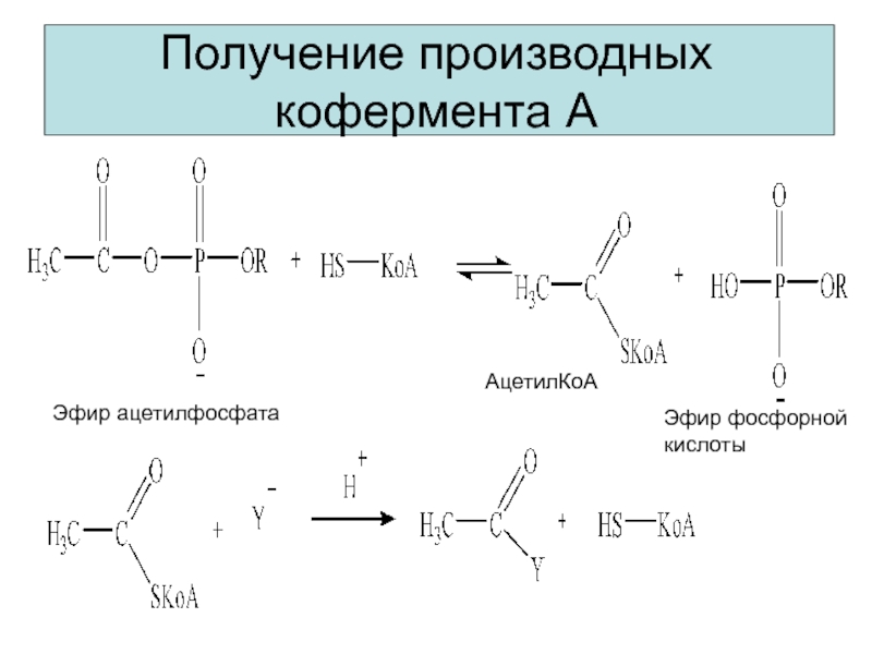 Получение производных кофермента АЭфир ацетилфосфатаАцетилКоАЭфир фосфорной кислоты