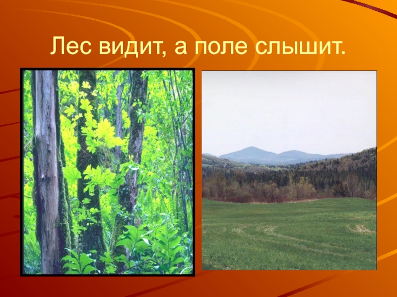 Подъезжая к лесу увидел он. Лес видит а поле слышит. Слышащий лес и зрячее поле. За полями виден лес. Лес видишь нет деревья мешают.