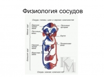 Физиология сосудов 