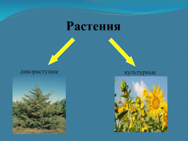 Проект про дикорастущие растения