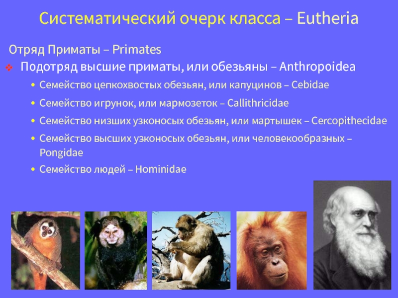 Отряд приматы человек. Приматы отряды млекопитающих. Низшие приматы представители. Отряд приматы классификация. Человек относится к классу приматов
