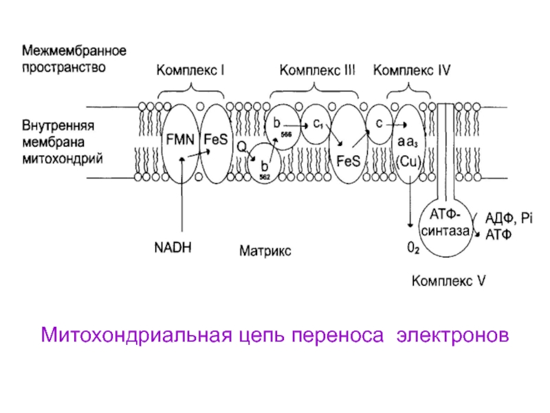 Цепь электрон. Митохондриальная цепь переноса электронов. Митохондриальная цепь переноса электронов (ЦПЭ). Ферменты цепи переноса электронов локализованы. Цепь переноса электронов окислительное фосфорилирование.