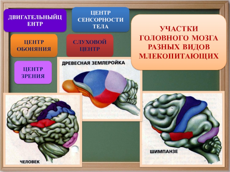 Участки головного мозга. Слуховые центры мозга. Зрительный центр мозга. Центр зрения в мозге.