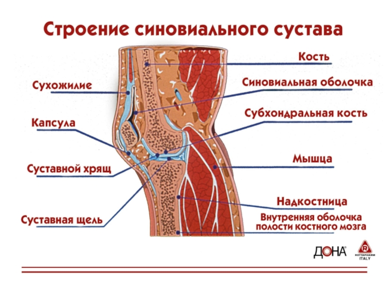 Строения коленного сустава схема - 96 фото