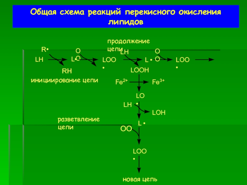 Окисленные липиды. Схема реакций перекисного окисления липидов.