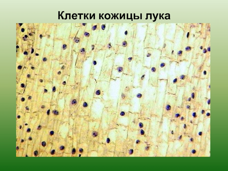 Клетки кожицы лука  (микрофотография)