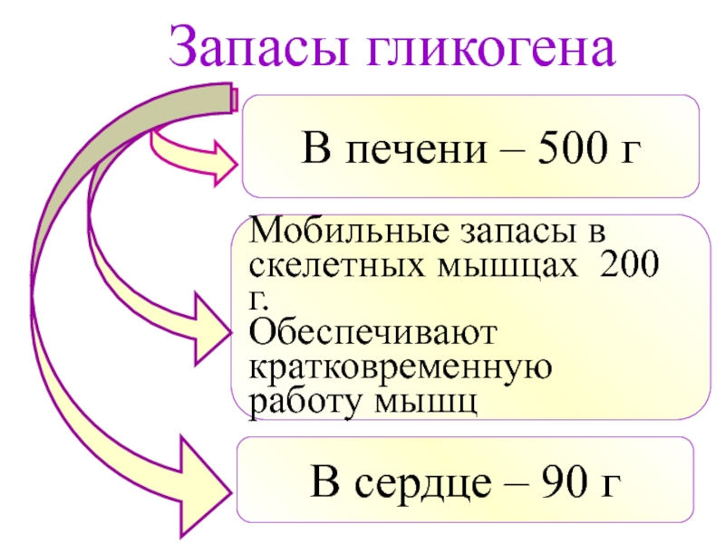 Запас вещества. Как используется запасы гликогена в печени и мышцах. Мобильные запасы.